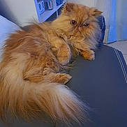 Maya a rejoint le concours — aidez-le/la à gagner de superbes lots ! cat, persian_cat, fluffy, orange_cat, pet, indoor, couch, furniture, relaxed, fur, animal, mammal, home, shelf, curtain, cozy, portrait, cute, lazy, domestic_animal