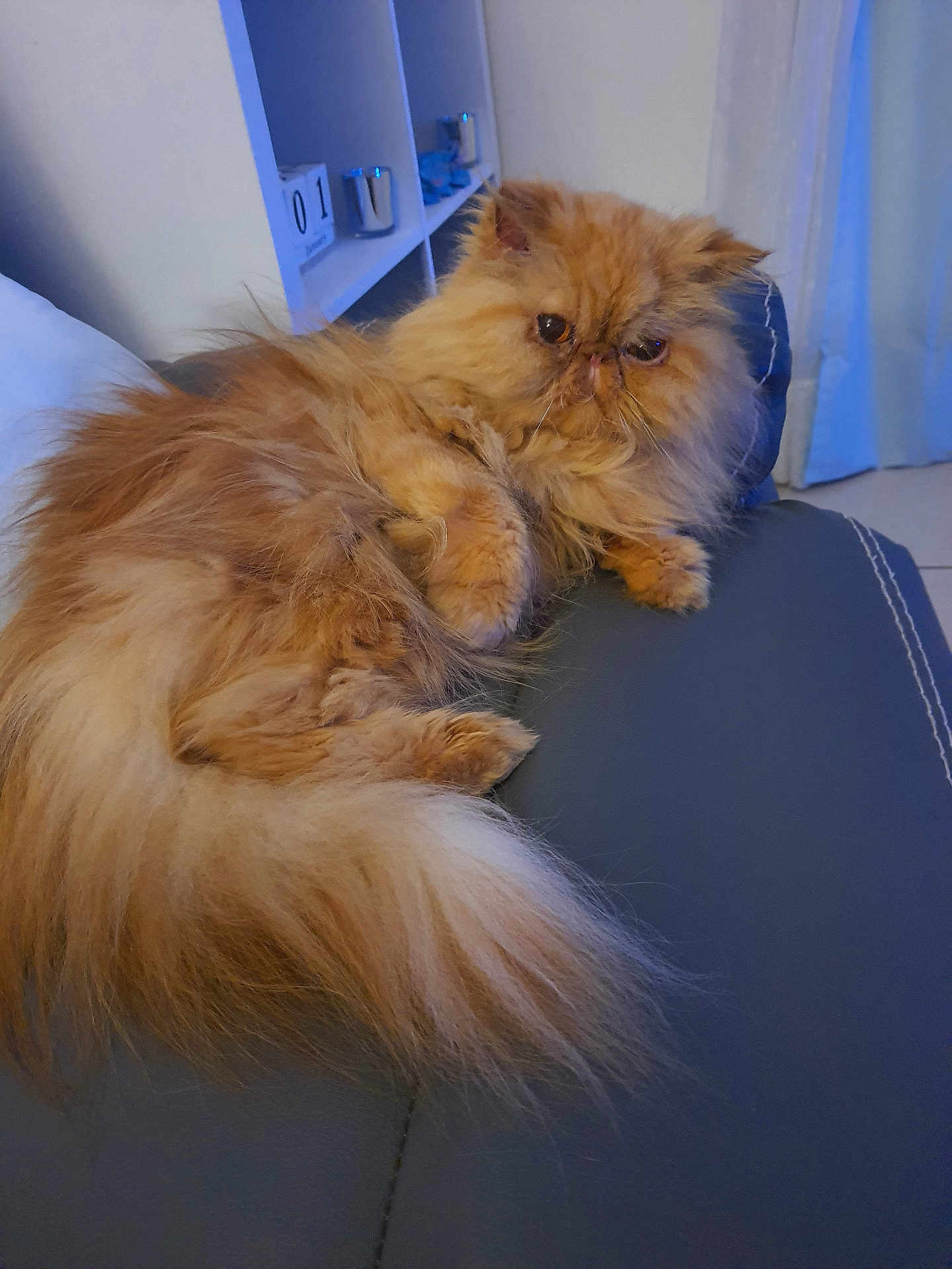 Maya a rejoint le concours — aidez-le/la à gagner de superbes lots ! cat, persian_cat, fluffy, orange_cat, pet, indoor, couch, furniture, relaxed, fur, animal, mammal, home, shelf, curtain, cozy, portrait, cute, lazy, domestic_animal