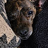 dog, pet, sleeping, blanket, cozy, fur, face, ears, closeup, resting, brown, black, texture, comfort, indoor, cute, snuggled, warm, relaxed, animal