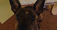 Peppermint joined the competition — help win amazing prizes! animal, brown, canine, carpet, closeup, curious, cute, desk, dog, domestic, ears, expression, floor, furniture, home, indoor, looking_up, papers, pet, portrait