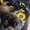 dog, puppy, close_up, blanket, sunflower_pattern, brown_fur, lying_down, indoor, curious, pet, snout, canine, cozy, animal, playful, fur, looking_up, soft_texture, comfort, home