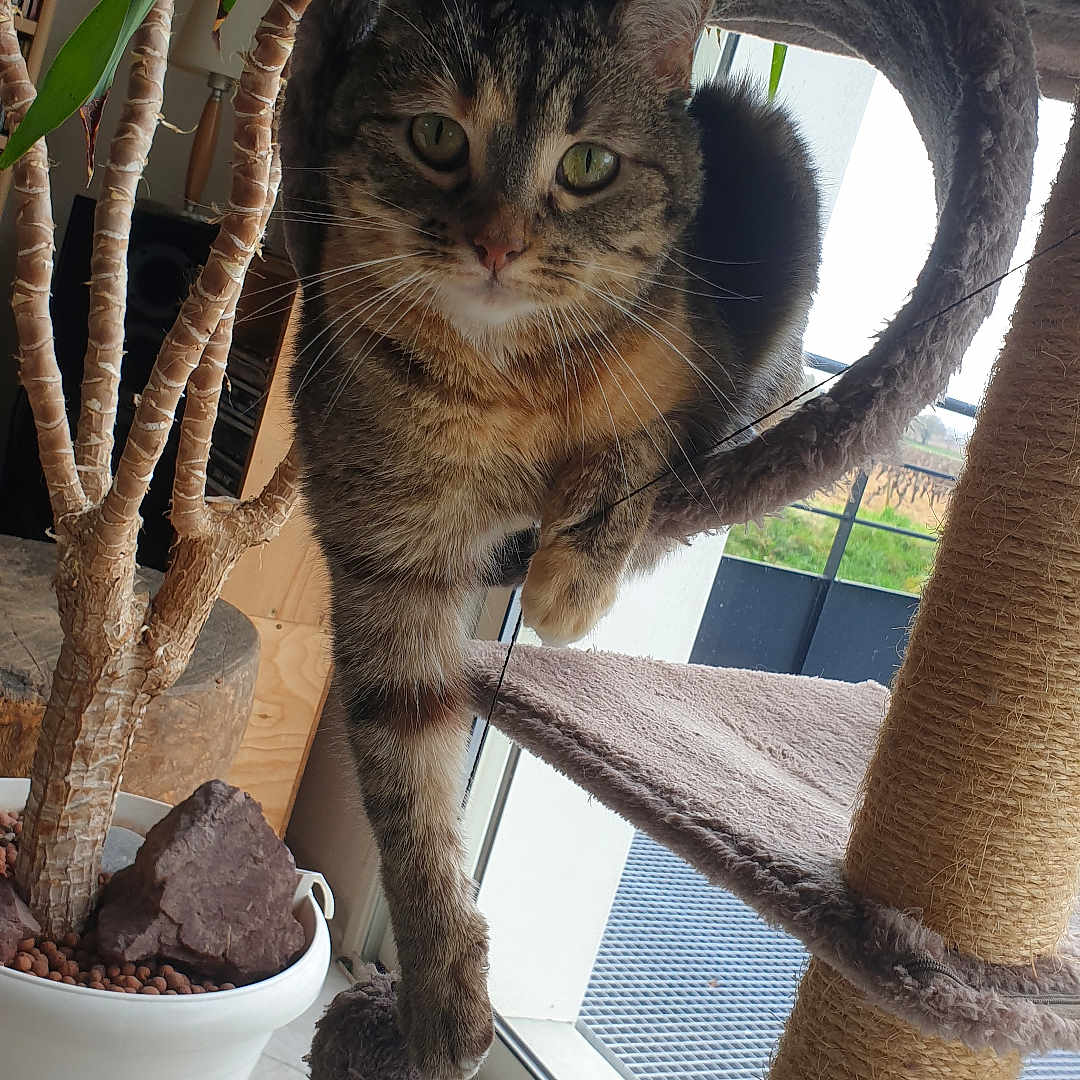 Flökie