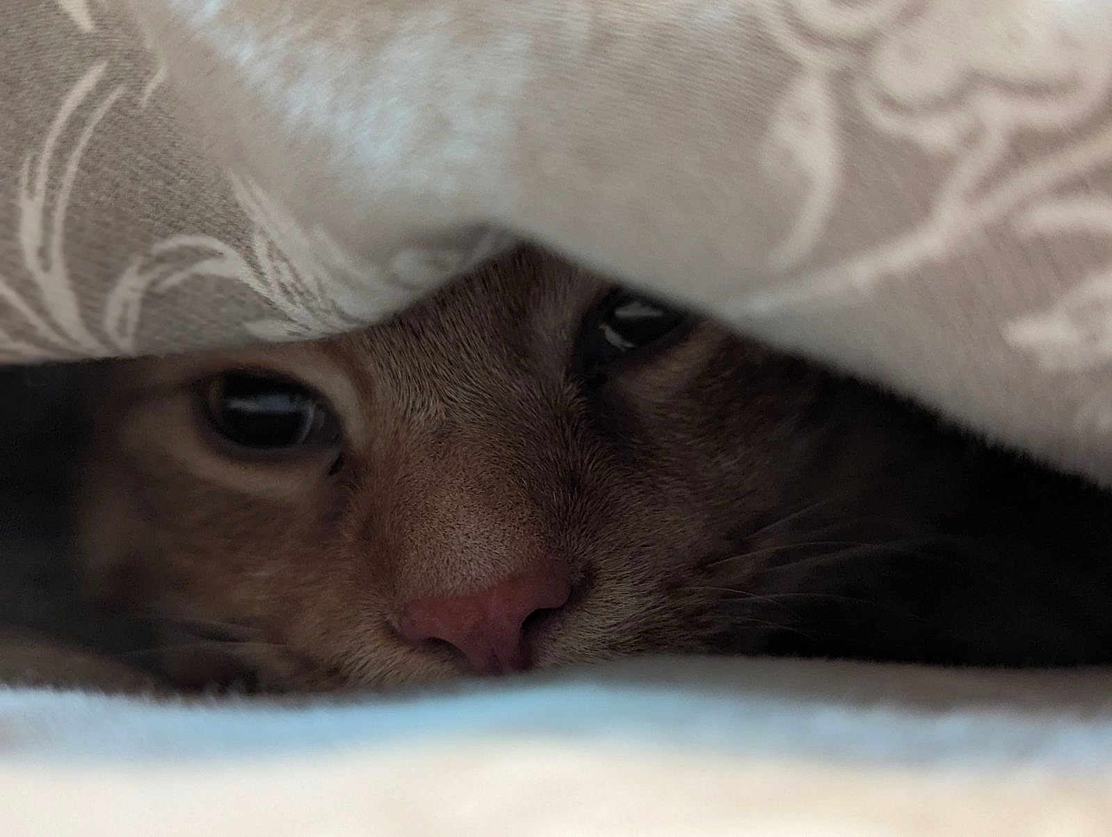 Nacho is registered to the contest to win money with this photo: cat, close_up, nose, eyes, blanket, pattern, fur, cozy, indoor, pet, animal, whiskers, hidden, curious, soft, texture, shade, comfort, resting, peek