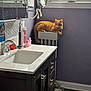 cat, ginger_cat, bathroom, sink, toothbrush, mirror, window, radiator, purple_wall, countertop, cabinet, pet, domestic_animal, relaxed, indoor, tile_floor, faucet, personal_care, bottle, reflection