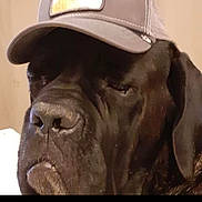 Modjo a rejoint le concours — aidez-le/la à gagner de superbes lots ! animal, black_dog, brown_background, canine, cap, closeup, companion, cute, dog, domestic_animal, ears, expression, face, hat, indoor, muzzle, pet, portrait, serious, wearing_hat