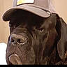 animal, black_dog, brown_background, canine, cap, closeup, companion, cute, dog, domestic_animal, ears, expression, face, hat, indoor, muzzle, pet, portrait, serious, wearing_hat