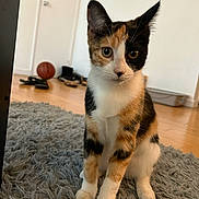 Sunspot joined the competition — help win amazing prizes! animal, basketball, calico, carpet, cat, curious, door, ears, eyes, floor, fur, furniture, home, indoor, kitten, mammal, paws, pet, shoes, whiskers