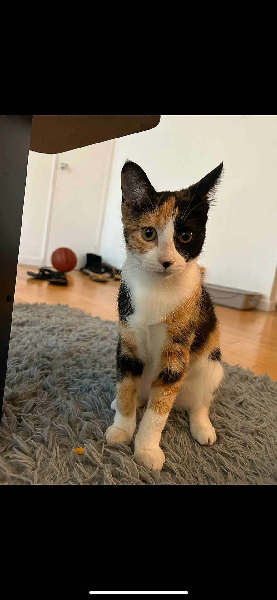 Sunspot joined the competition — help win amazing prizes! animal, basketball, calico, carpet, cat, curious, door, ears, eyes, floor, fur, furniture, home, indoor, kitten, mammal, paws, pet, shoes, whiskers