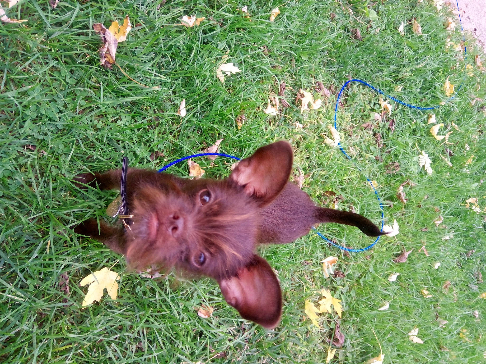 Alice is registered to the contest to win money with this photo: bat, canidae, dog_breed, fawn, felidae, fur, grass, grass_family, groundcover, lawn, liver, petal, plant, snout, sporting_group, tail, terrestrial_animal, whiskers, wildlife, working_animal