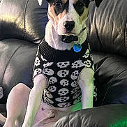 Jax is registered to the contest to win money with this photo: dog, pet, black_leather_couch, sweater, skull_pattern, indoor, seated, white_and_black_dog, collar, tag, cute, attentive, animal, companion, furniture, relaxed, portrait, cozy, domestic, casual