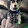 dog, pet, black_leather_couch, sweater, skull_pattern, indoor, seated, white_and_black_dog, collar, tag, cute, attentive, animal, companion, furniture, relaxed, portrait, cozy, domestic, casual