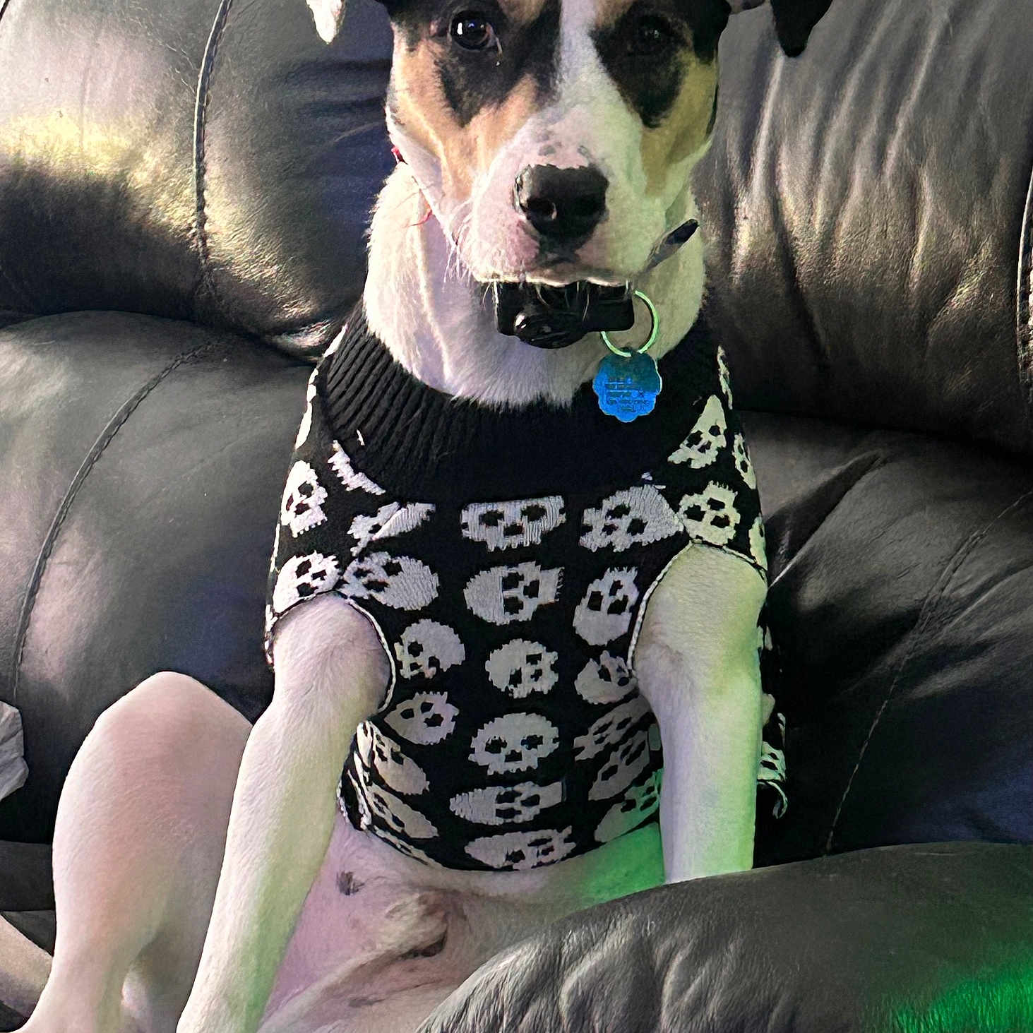 Jax is registered to the contest to win money with this photo: dog, pet, black_leather_couch, sweater, skull_pattern, indoor, seated, white_and_black_dog, collar, tag, cute, attentive, animal, companion, furniture, relaxed, portrait, cozy, domestic, casual
