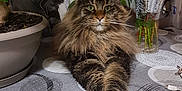 Sparrow a rejoint le concours — aidez-le/la à gagner de superbes lots ! cat, closeup, domestic_cat, flowers, fluffy, fur, furniture, green_eyes, home, indoor, pet, plant, potted_plant, relaxed, stretching, tabby, table, tablecloth, vase, whiskers