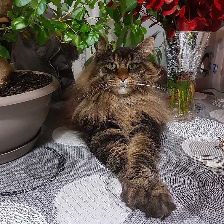 Sparrow a rejoint le concours — aidez-le/la à gagner de superbes lots ! cat, closeup, domestic_cat, flowers, fluffy, fur, furniture, green_eyes, home, indoor, pet, plant, potted_plant, relaxed, stretching, tabby, table, tablecloth, vase, whiskers