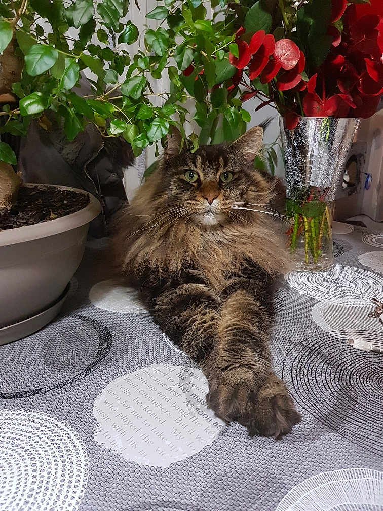 Sparrow a rejoint le concours — aidez-le/la à gagner de superbes lots ! cat, fluffy, tabby, green_eyes, plant, potted_plant, flowers, vase, tablecloth, indoor, furniture, pet, relaxed, stretching, table, closeup, domestic_cat, fur, whiskers, home