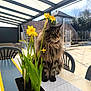 Sparrow participe au concours pour gagner de l'argent avec cette photo : cat, chair, daffodils, daylight, feline, flower_pot, fluffy, garden, green_leaves, nature, outdoor, patio, peaceful, pet, plant, residential, roof, sunlight, table, yellow_flowers