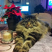 Sparrow a rejoint le concours — aidez-le/la à gagner de superbes lots ! candle, cat, ceiling_fan, cozy, curtains, feline, fluffy, furniture, glass, indoor, living_room, pet, plant, poinsettia, relaxed, resting, tabby, tablecloth, television, wooden_ceiling