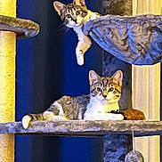 Elsa And Luna joined the competition — help win amazing prizes! cat, tabby_cat, cat_tree, pet, animal, feline, indoor, playful, curious, resting, toy, paw, fur, whiskers, ears, looking, relaxed, vertical, multi_level, cozy