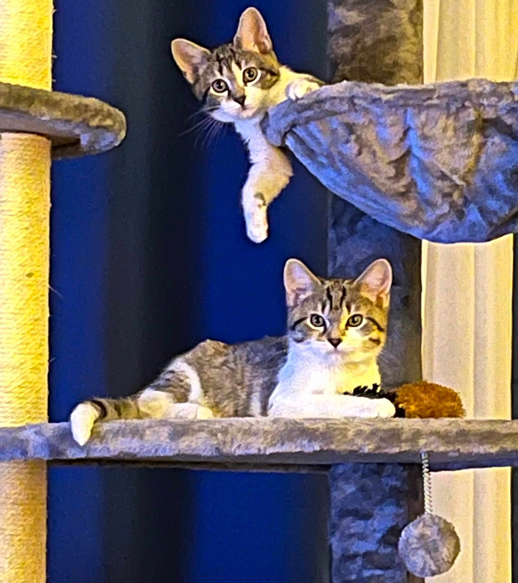Elsa And Luna joined the competition — help win amazing prizes! cat, tabby_cat, cat_tree, pet, animal, feline, indoor, playful, curious, resting, toy, paw, fur, whiskers, ears, looking, relaxed, vertical, multi_level, cozy