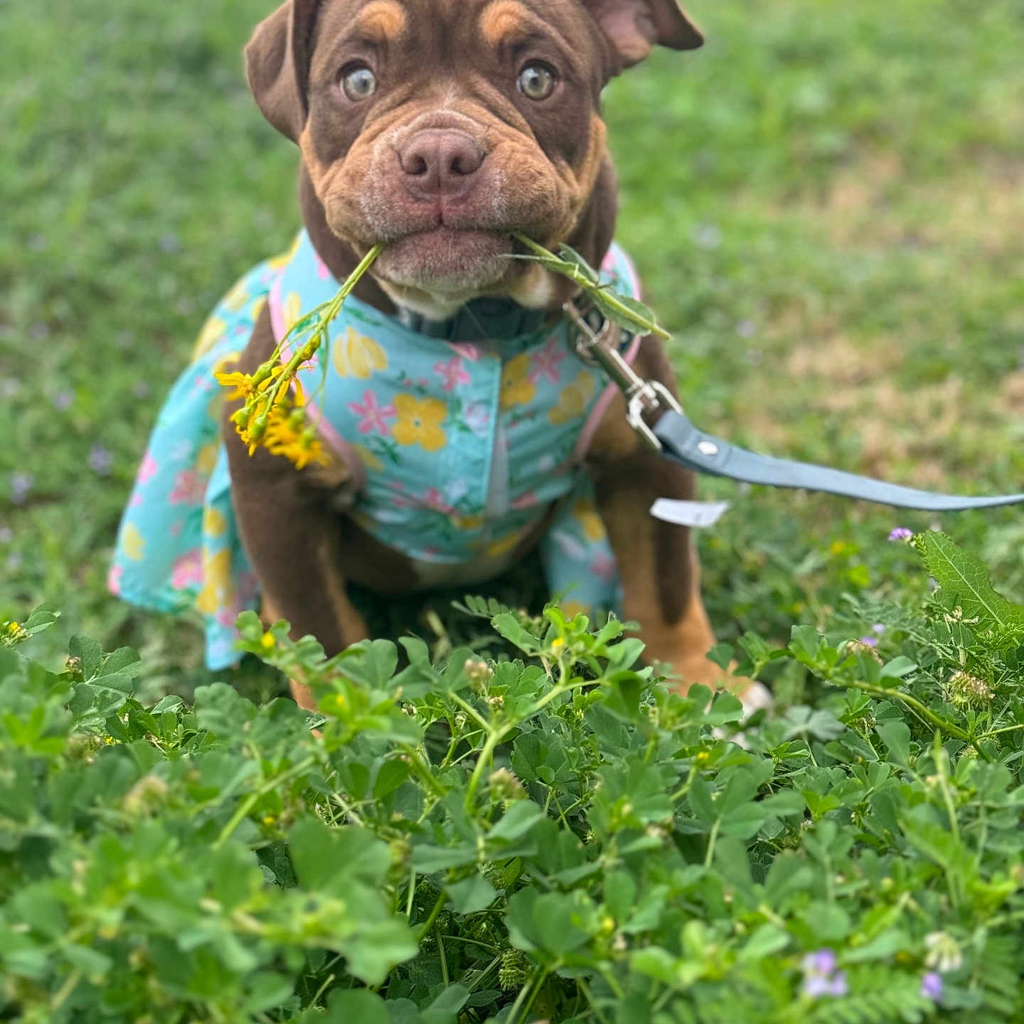 Cora joined the competition — help win amazing prizes! animal, bulldog, canine, dog, face, flower, grass, head, herbal, herbs, leaf, person, pet, photography, pitbull, plant, portrait, pottedplant, puppy, vegetation