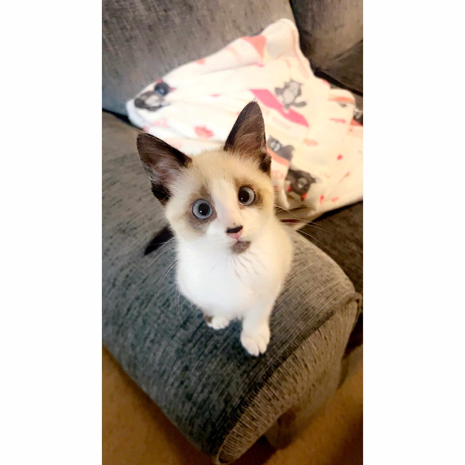 Snowie
