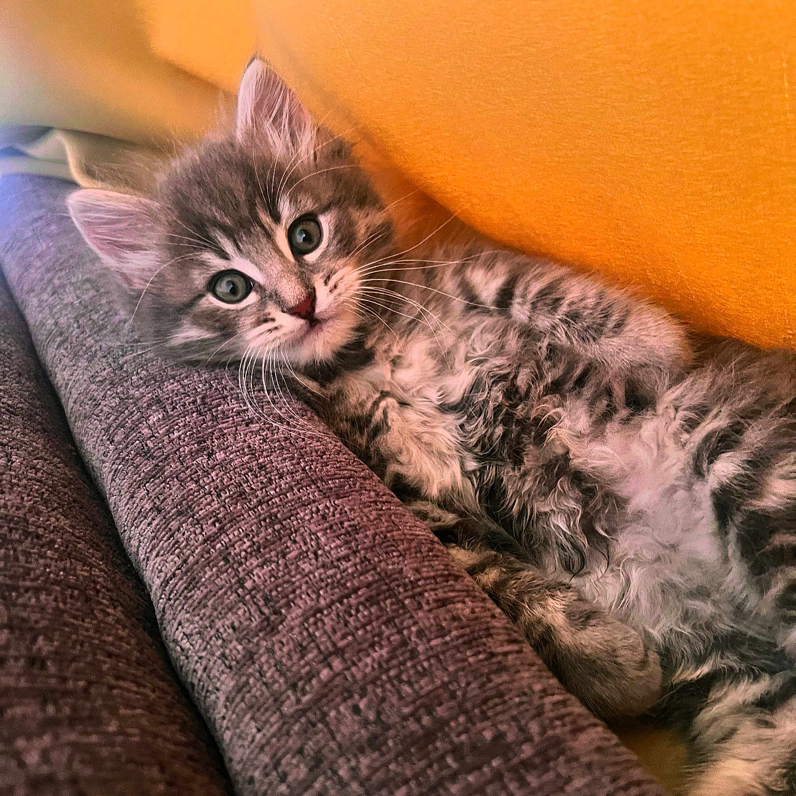 Zeus is registered to the contest to win money with this photo: abyssinian, angora, animal, blanket, cat, couch, cushion, furniture, homedecor, kitten, manx, pet, siamese