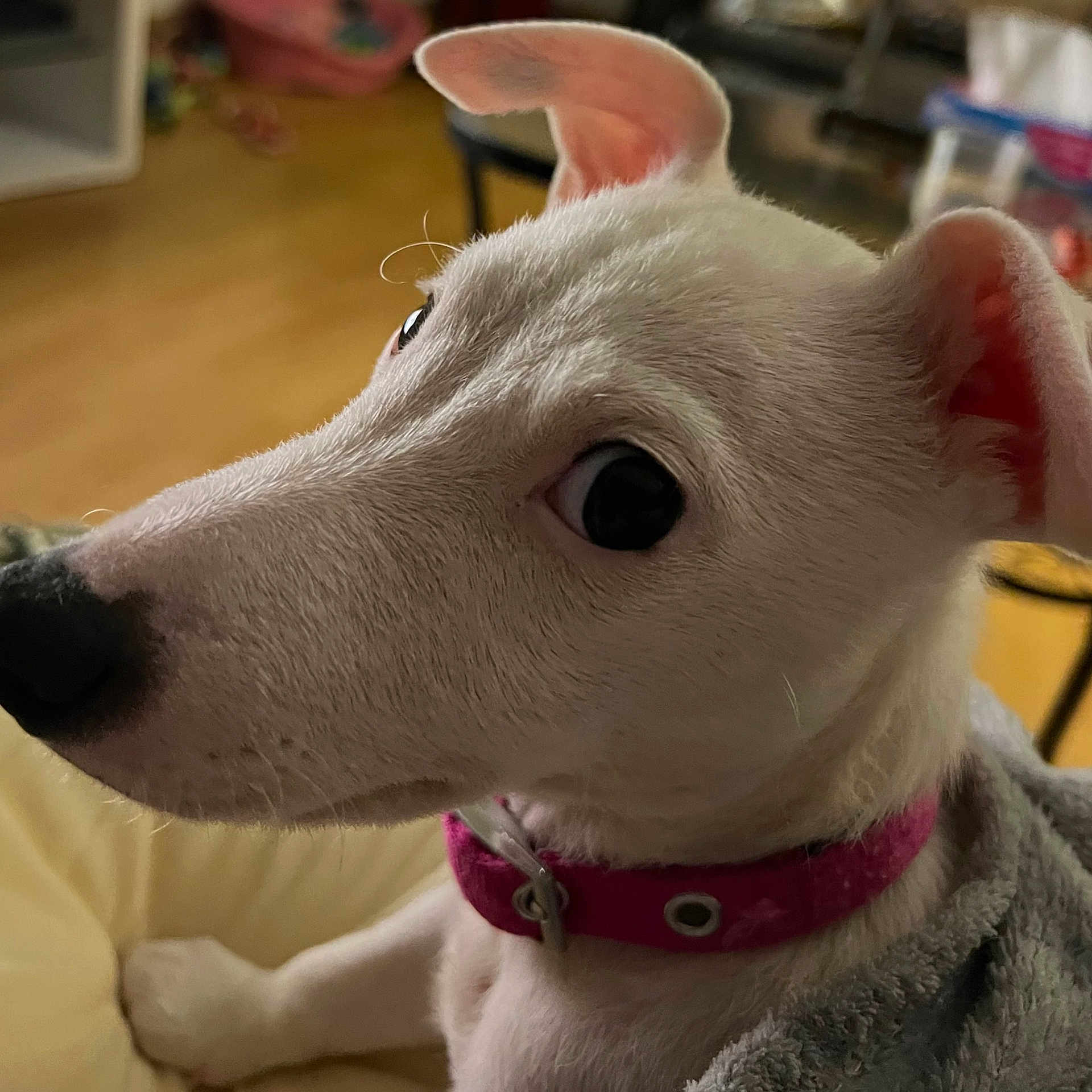 Myla