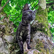 Smoky a rejoint le concours — aidez-le/la à gagner de superbes lots ! cat, black_cat, tree, moss, green_leaves, nature, outdoor, animal, feline, branch, curious, wildlife, closeup, portrait, mammal, forest, wood, flora, pet, daylight