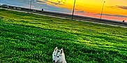 Yuki participe au concours pour gagner de l'argent avec cette photo : animal, canine, clouds, companion, cute, dog, evening, field, grass, greenery, landscape, leash, nature, outdoor, park, pet, playful, siberian_husky, sky, sunset