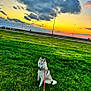 dog, siberian_husky, grass, leash, sunset, clouds, outdoor, pet, animal, nature, sky, greenery, park, canine, field, evening, landscape, cute, companion, playful