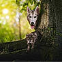 animal, cat, curious, dog, fluffy, forest, grass, greenery, husky, mammal, nature, outdoor, pet, playful, roots, shadow, sunlight, tongue_out, tree, wildlife