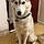Yuki