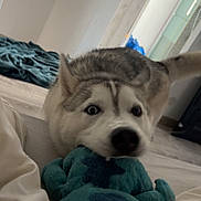 Yuki participe au concours pour gagner de l'argent avec cette photo : dog, husky, toy, indoor, playful, pet, animal, floor, bed, blanket, fur, mouth, nose, ears, tail, blue, plush, home, cute, excited
