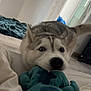 dog, husky, toy, indoor, playful, pet, animal, floor, bed, blanket, fur, mouth, nose, ears, tail, blue, plush, home, cute, excited