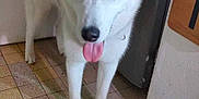 Yuki participe au concours pour gagner de l'argent avec cette photo : dog, husky, animal, pet, indoors, floor, tile_floor, refrigerator, door, tongue_out, heterochromia, white_fur, gray_fur, ears, collar, mat, curious, standing, kitchen, domestic