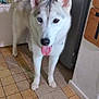 dog, husky, animal, pet, indoors, floor, tile_floor, refrigerator, door, tongue_out, heterochromia, white_fur, gray_fur, ears, collar, mat, curious, standing, kitchen, domestic