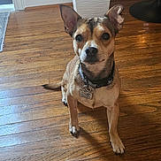 Chico is registered to the contest to win money with this photo: dog, indoor, wooden_floor, plant, collar, pet, small_dog, floor, light, lamp, curious, sitting, brown_dog, ears_up, houseplant, decor, tag, domestic_animal, wood, room