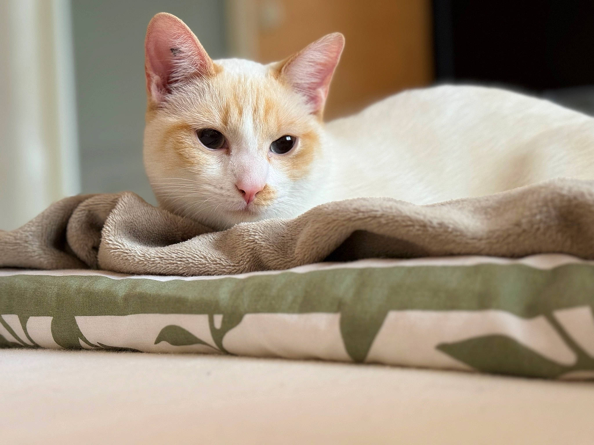 Néo participe au concours pour gagner de l'argent avec cette photo : beige, box, carnivore, cat, cat_supply, comfort, domestic_short_haired_cat, fawn, felidae, fur, linens, paw, small_to_medium_sized_cats, snout, tail, whiskers