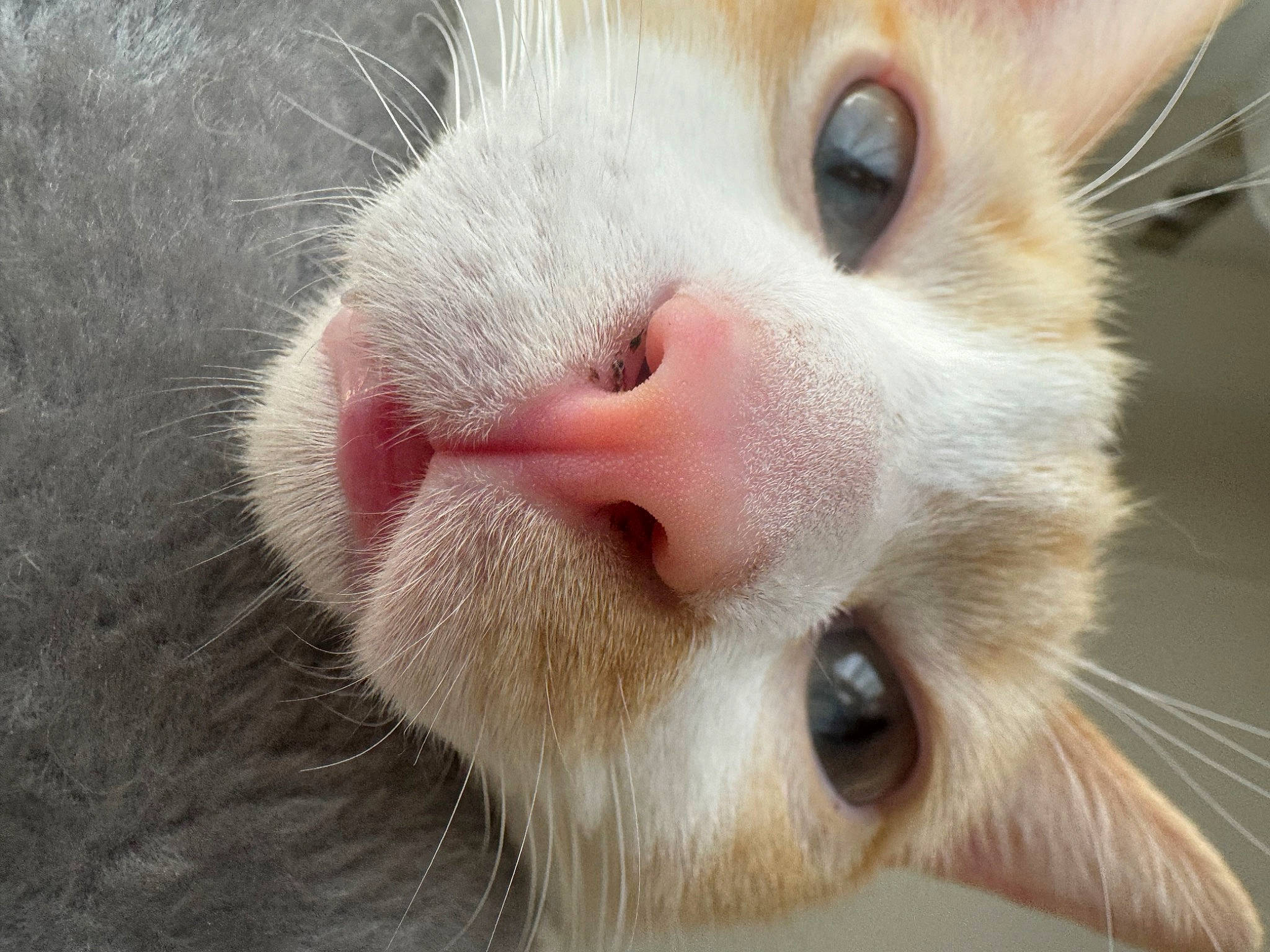 Néo a rejoint le concours — aidez-le/la à gagner de superbes lots ! carnivore, cat, close_up, domestic_short_haired_cat, ear, fawn, felidae, fur, nose, small_to_medium_sized_cats, snout, whiskers