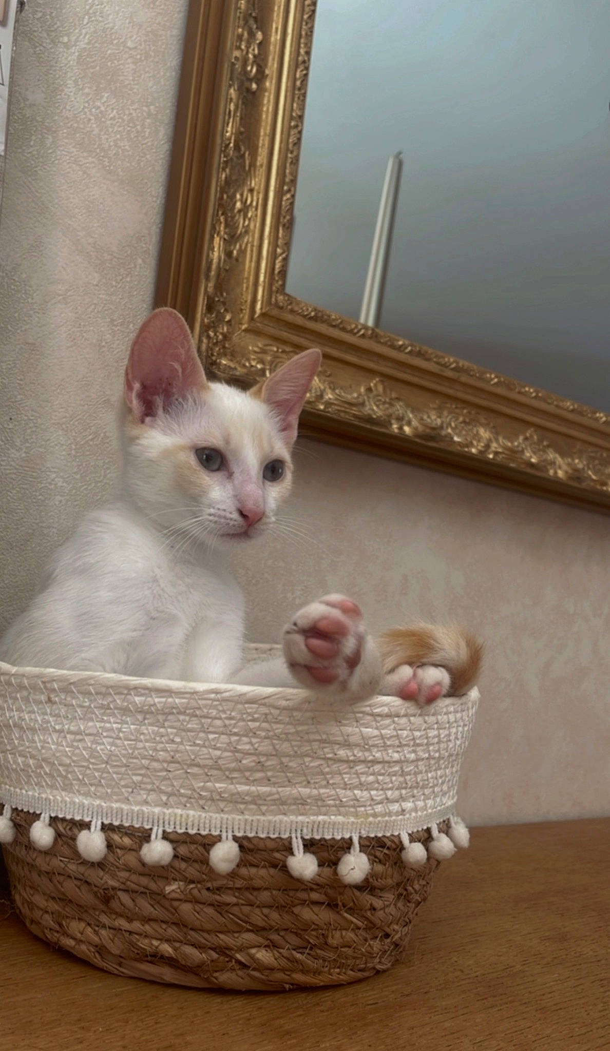 Néo a rejoint le concours — aidez-le/la à gagner de superbes lots ! art, basket, bowl, carnivore, cat, cat_supply, comfort, domestic_short_haired_cat, fawn, felidae, home_accessories, paw, pet_supply, serveware, small_to_medium_sized_cats, storage_basket, tail, whiskers, window, wood