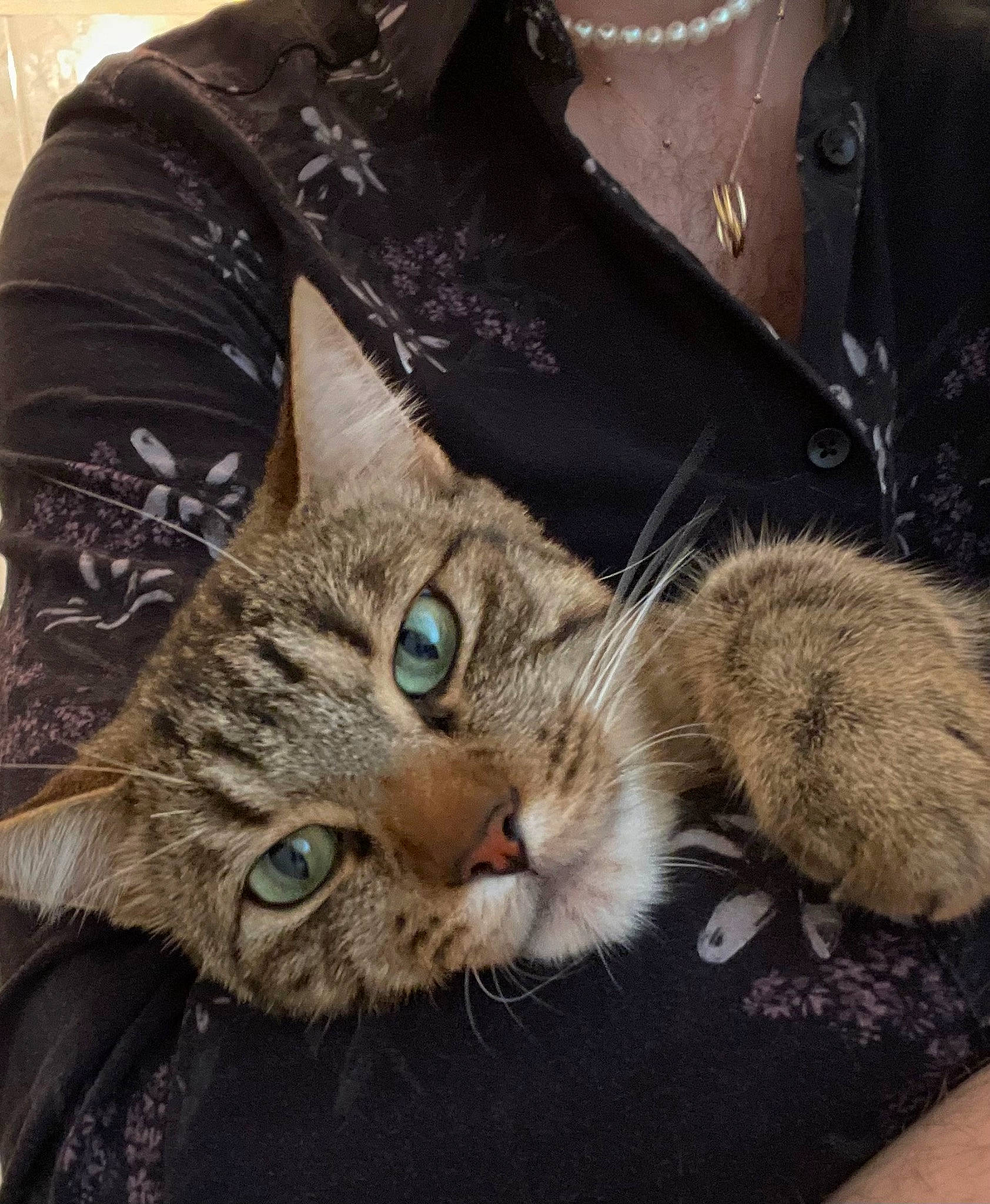 Swann participe au concours pour gagner de l'argent avec cette photo : bag, button, carnivore, cat, claw, collar, denim, domestic_short_haired_cat, fashion_accessory, felidae, fur, jacket, jewellery, leather_jacket, paw, sleeve, small_to_medium_sized_cats, t_shirt, tail, whiskers