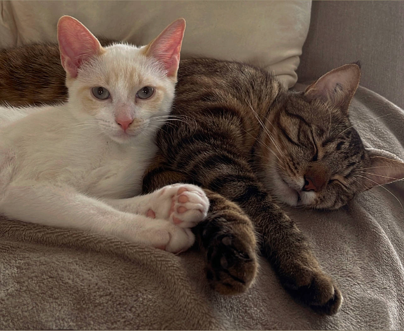 Swann participe au concours pour gagner de l'argent avec cette photo : carnivore, cat, claw, comfort, domestic_short_haired_cat, felidae, foot, fur, paw, sitting, small_to_medium_sized_cats, snout, tail, whiskers