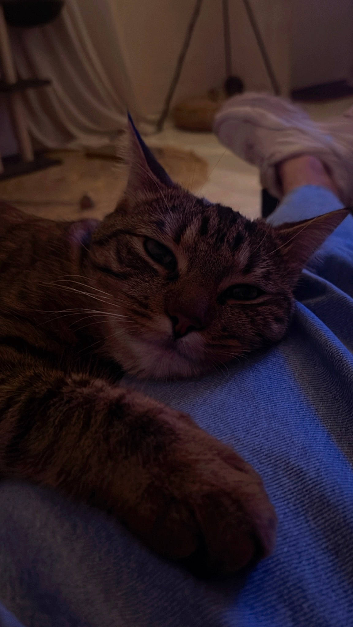 Swann a rejoint le concours — aidez-le/la à gagner de superbes lots ! carnivore, cat, claw, comfort, domestic_short_haired_cat, felidae, fur, grey, linens, paw, small_to_medium_sized_cats, tail, terrestrial_animal, tree, whiskers, wood