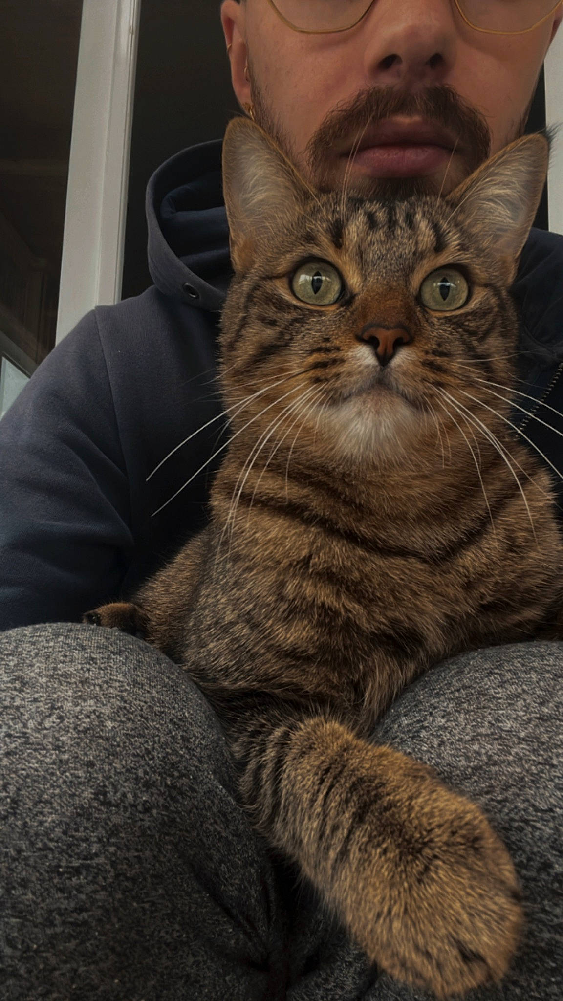 Swann a rejoint le concours — aidez-le/la à gagner de superbes lots ! carnivore, cat, claw, comfort, domestic_short_haired_cat, felidae, fur, gesture, paw, sitting, small_to_medium_sized_cats, snout, tail, terrestrial_animal, whiskers, wrinkle