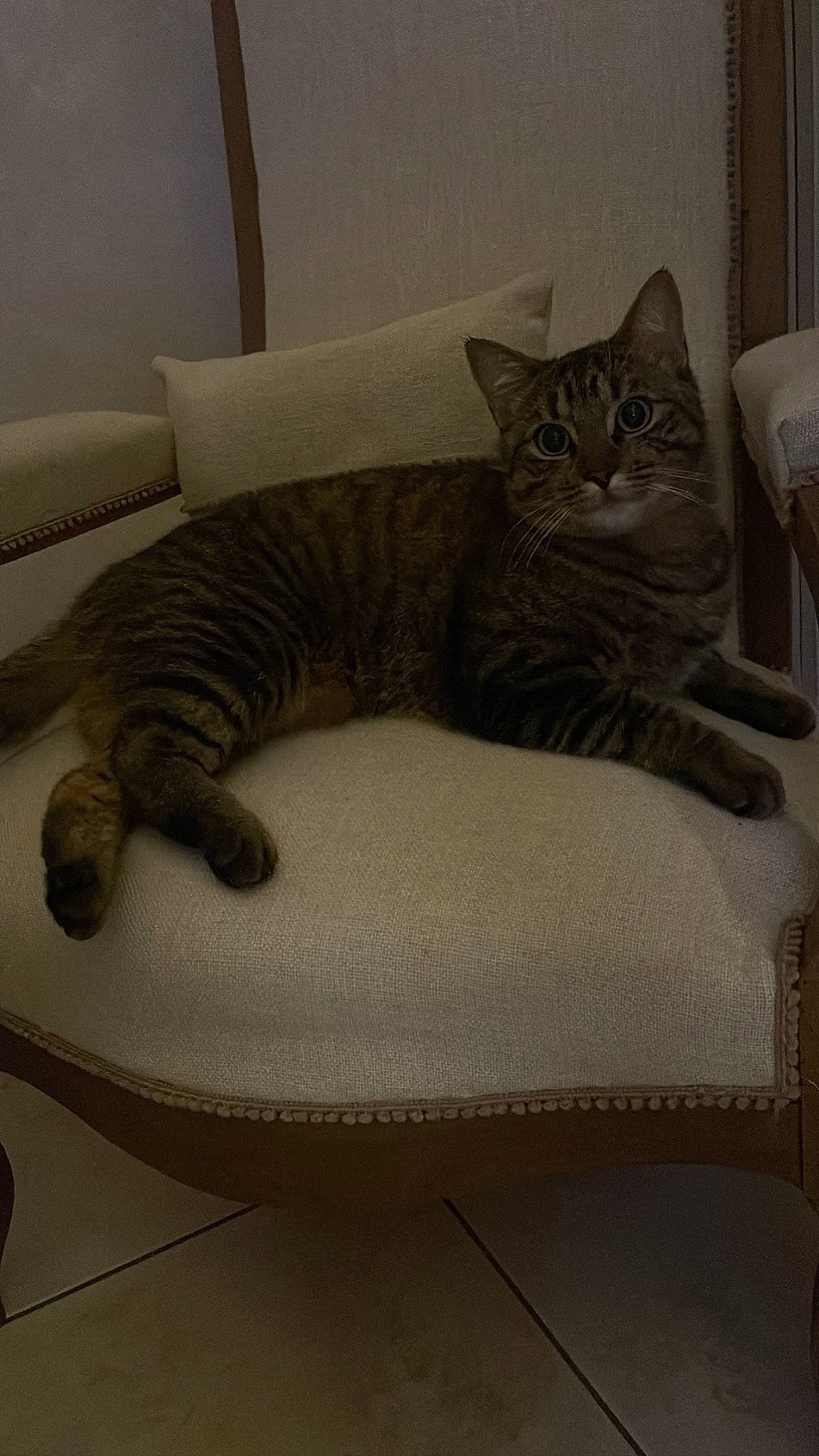 Swann a rejoint le concours — aidez-le/la à gagner de superbes lots ! bed, carnivore, cat, cat_bed, cat_supply, comfort, couch, domestic_short_haired_cat, fawn, felidae, flooring, fur, grey, hardwood, linens, small_to_medium_sized_cats, tail, terrestrial_animal, whiskers, wood