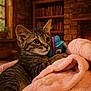 animal, blanket, bookshelf, cat, cozy, cute, fur, indoor, kitten, pet, pink, plant, plush, resting, soft, stone_wall, tabby, toy, warm_lighting, window