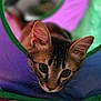 Phoenix is registered to the contest to win money with this photo: animal, cat, closeup, colorful, curious, cute, domestic, ears, eyes, fabric, fur, indoor, kitten, pet, playful, soft, tabby, tunnel, whiskers, young