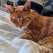 Ashes is registered to the contest to win money with this photo: animal, bedroom, blanket, cat, chair, closeup, cozy, cute, domestic_animal, feline, fur, ginger_cat, indoor, lamp, paws, pet, relaxed, resting, soft_light, whiskers