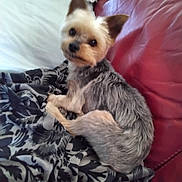 Pouppy a rejoint le concours — aidez-le/la à gagner de superbes lots ! dog, small_dog, pet, blanket, red_couch, fur, indoor, looking, curious, animal, companion, cute, relaxed, ears, face, sitting, cozy, home, resting, texture