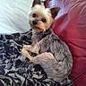 dog, small_dog, pet, blanket, red_couch, fur, indoor, looking, curious, animal, companion, cute, relaxed, ears, face, sitting, cozy, home, resting, texture